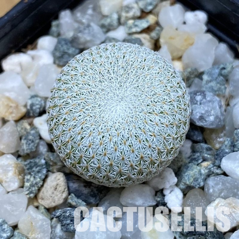 SH34472 Epithelantha bokei v. unguispina VM 418