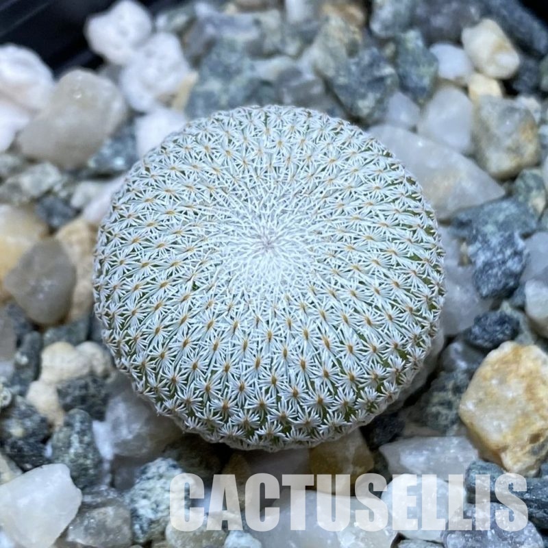 SH34473 Epithelantha bokei v. unguispina VM 418