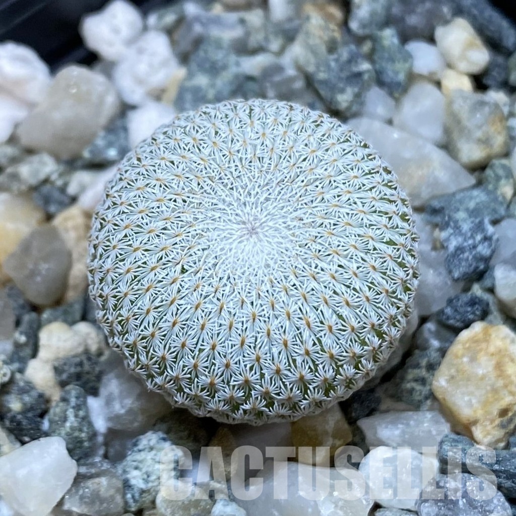 SH34473 Epithelantha bokei v. unguispina VM 418