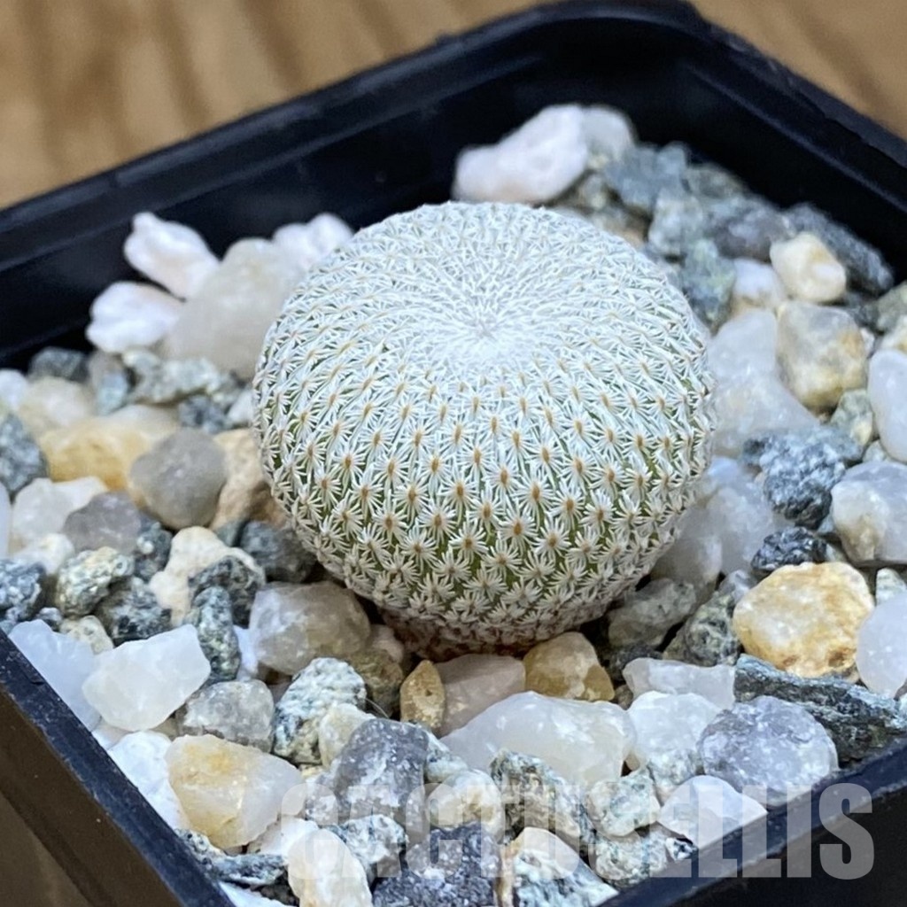 SH34473 Epithelantha bokei v. unguispina VM 418 - Image 2
