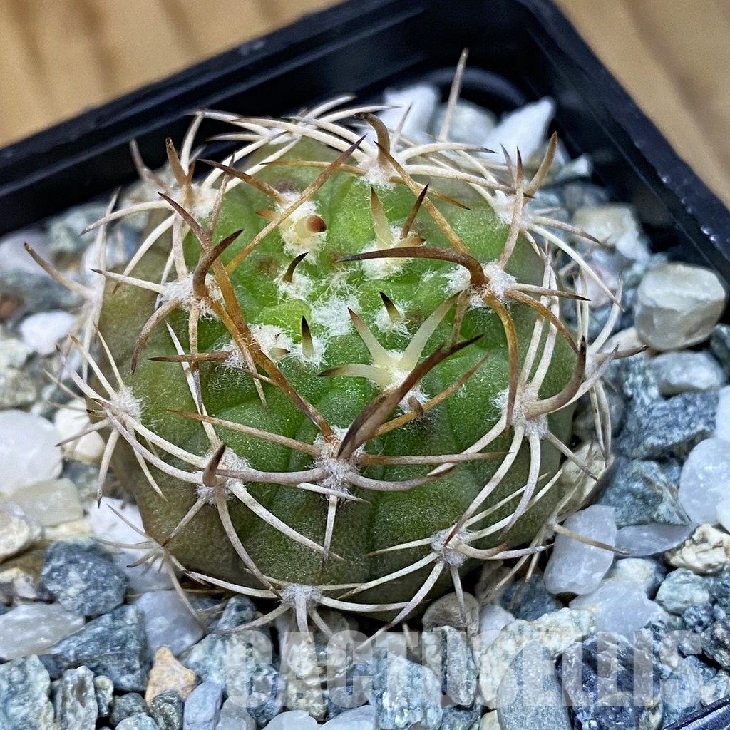SH34474 Eriosyce rodentiophila, seedling