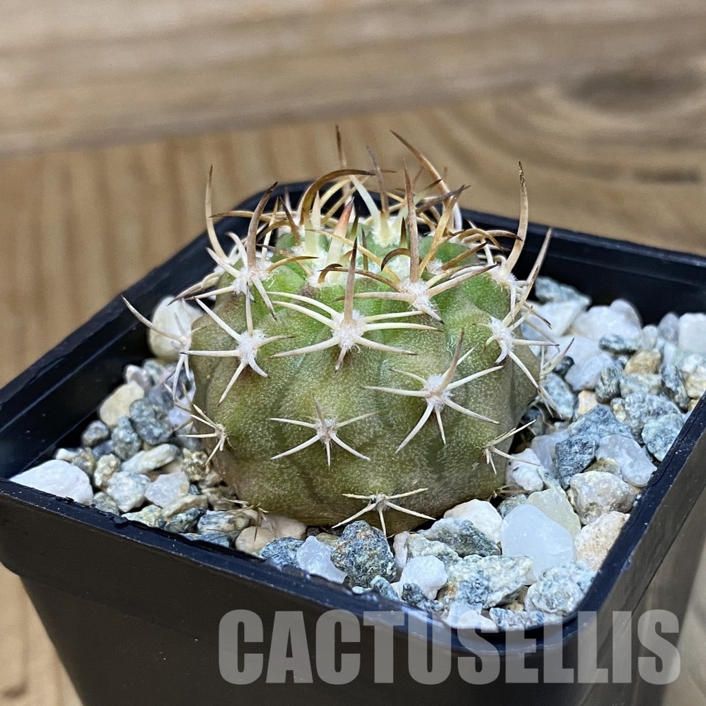 SH34474 Eriosyce rodentiophila, seedling - Image 2