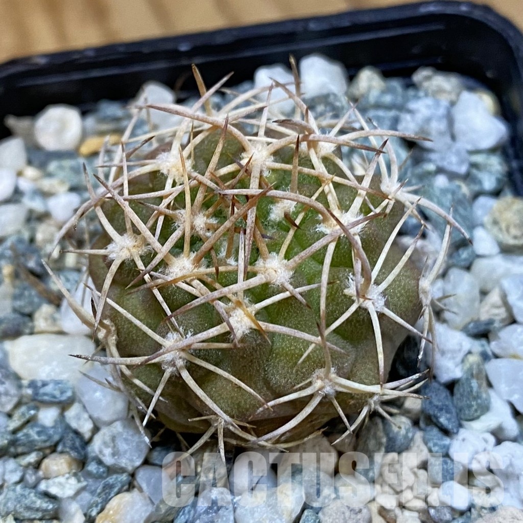 SH34475 Eriosyce rodentiophila, seedling