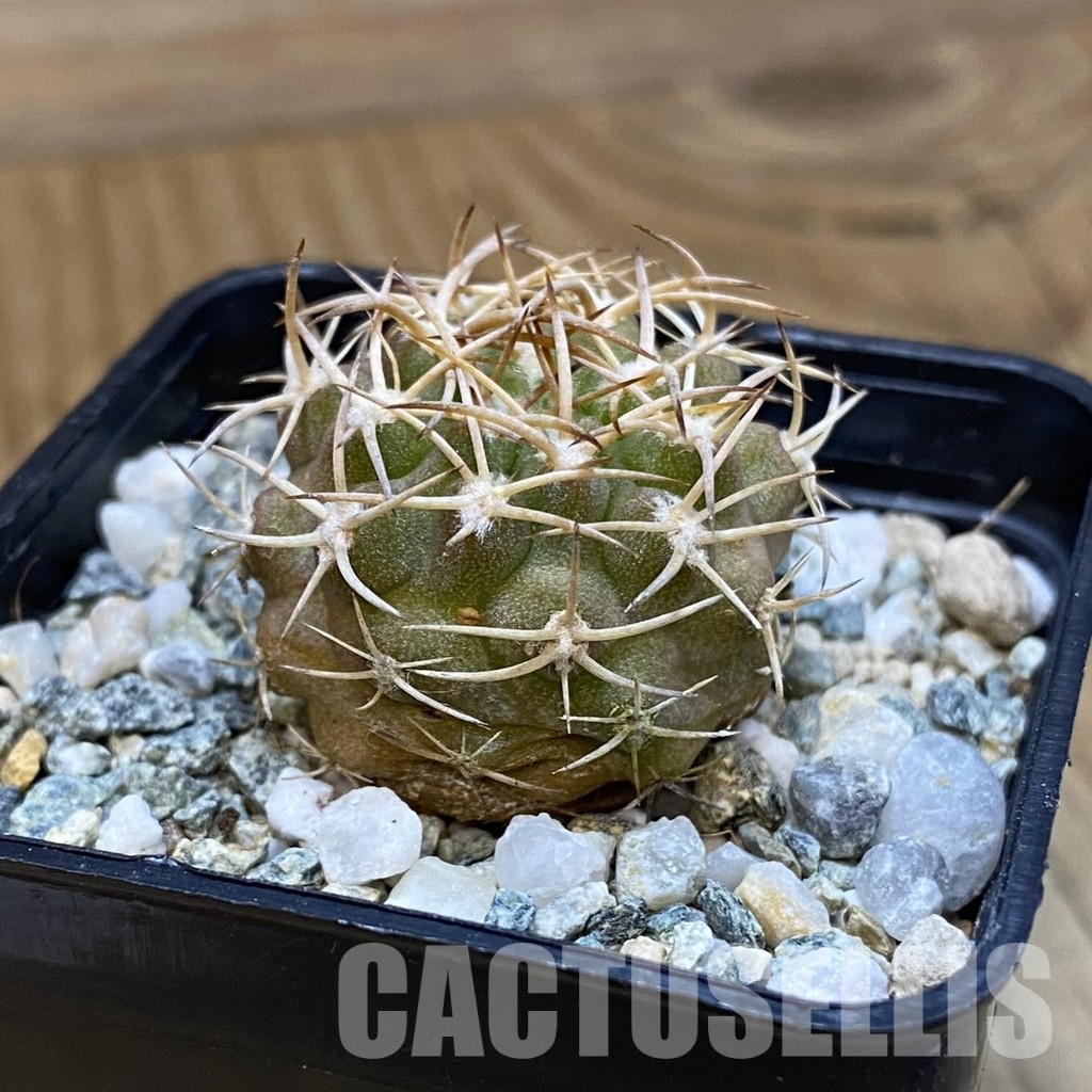 SH34475 Eriosyce rodentiophila, seedling - Image 2