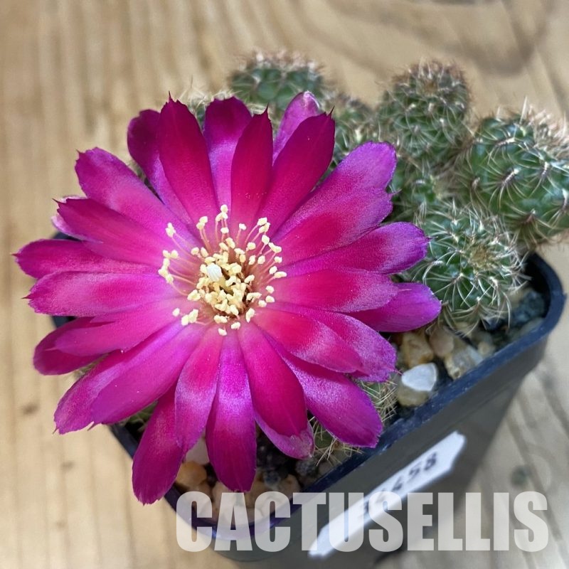 SH34458 Sulcorebutia canigueralii, 6 years old
