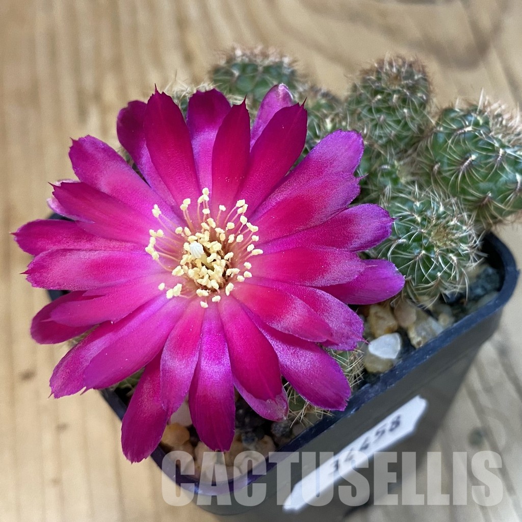 SH34458 Sulcorebutia canigueralii, 6 years old