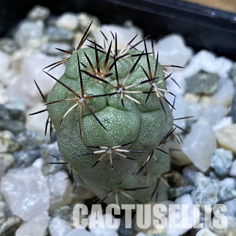 SH34476 Ortegocactus macdougallii