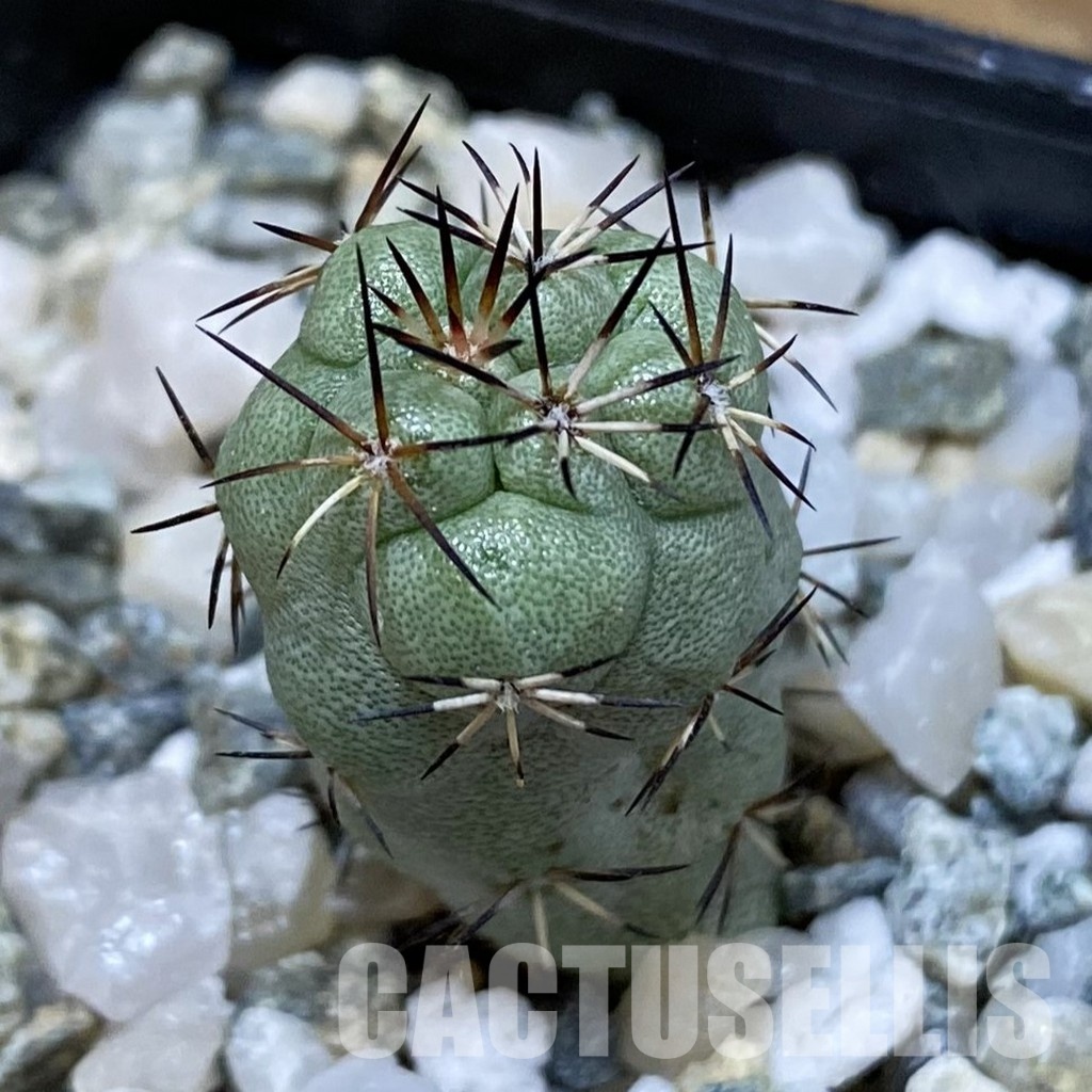 SH34476 Ortegocactus macdougallii