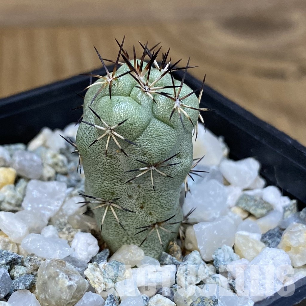 SH34476 Ortegocactus macdougallii - Image 2