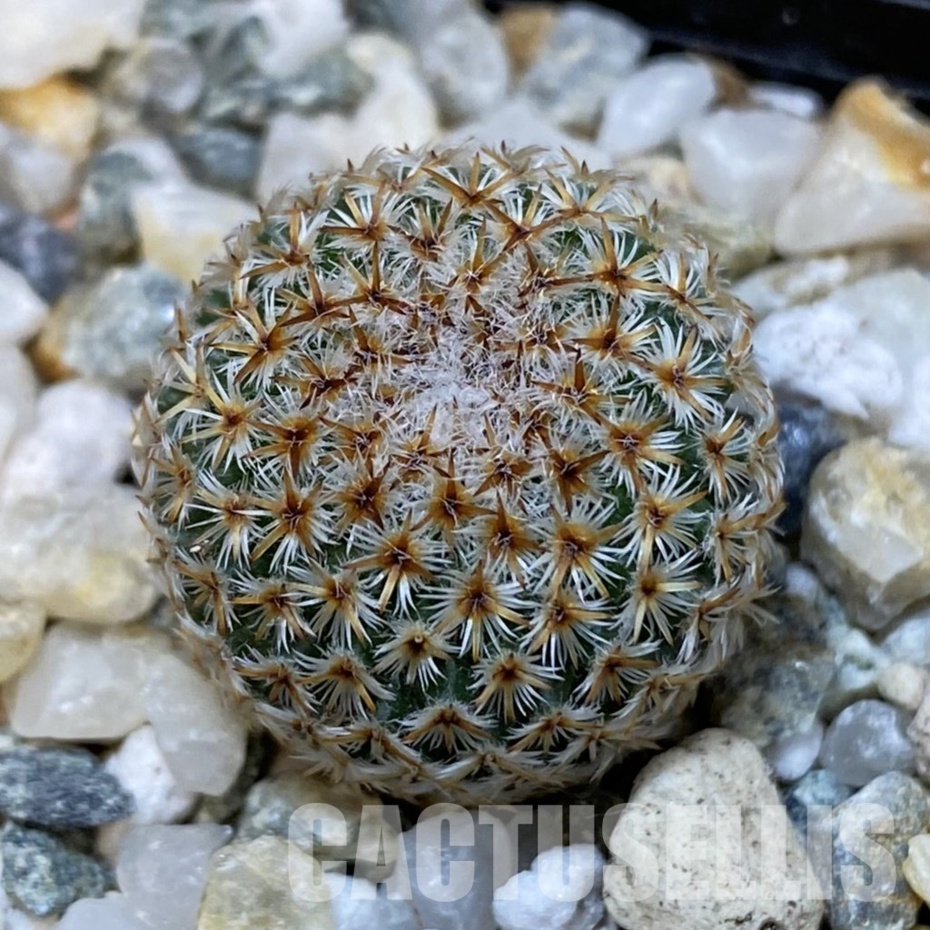 SH34477 Mammillaria crucigera