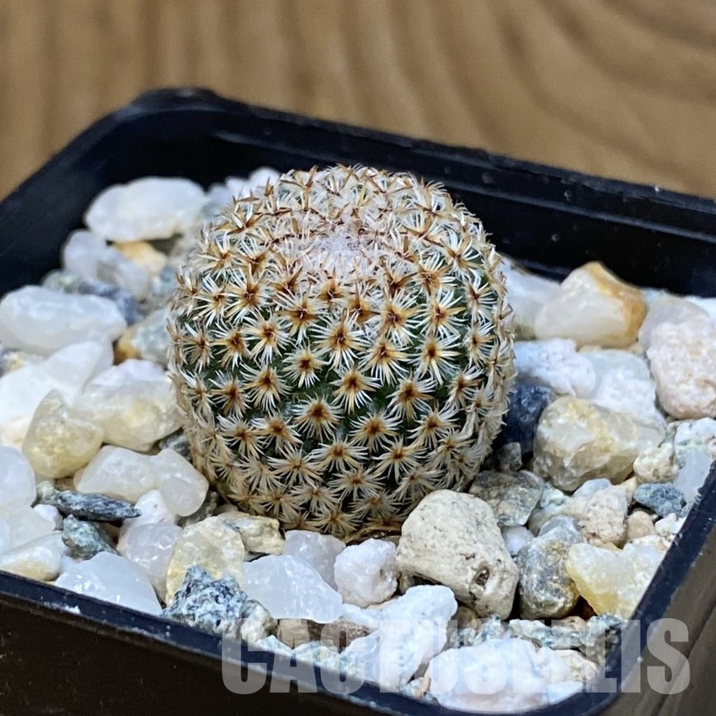 SH34477 Mammillaria crucigera - Image 2