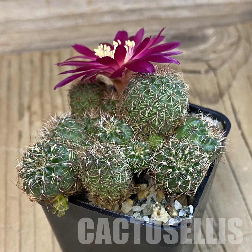 SH34458 Sulcorebutia canigueralii, 6 years old - Image 2