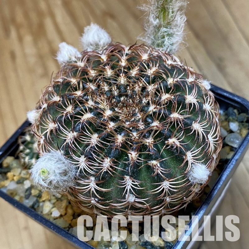 SH34479 Lobivia pusilla f. flaviflora