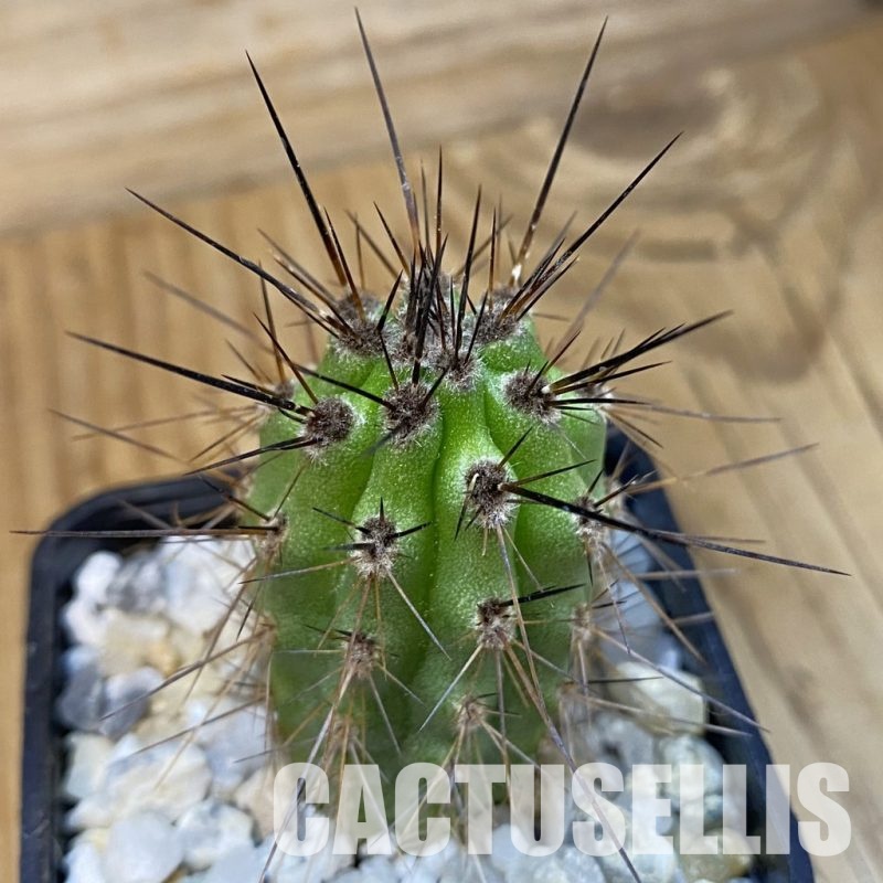 SH34480 Stenocereus thurberi