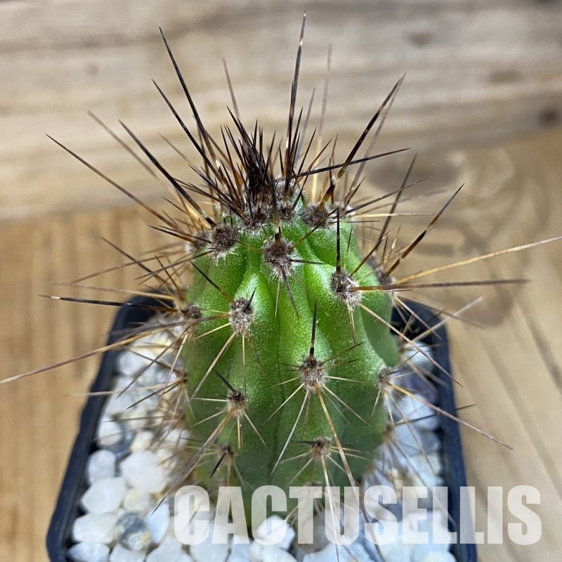 SH34481 Stenocereus thurberi