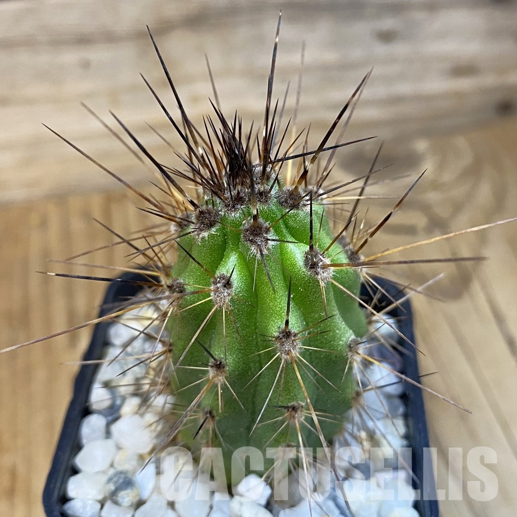 SH34481 Stenocereus thurberi