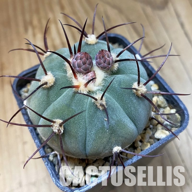 SH34483 Gymnocalycium cabreraense VOS 2122