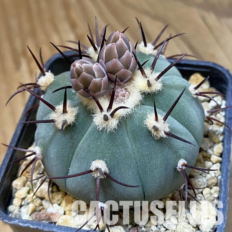 SH34484 Gymnocalycium cabreraense VOS 2122