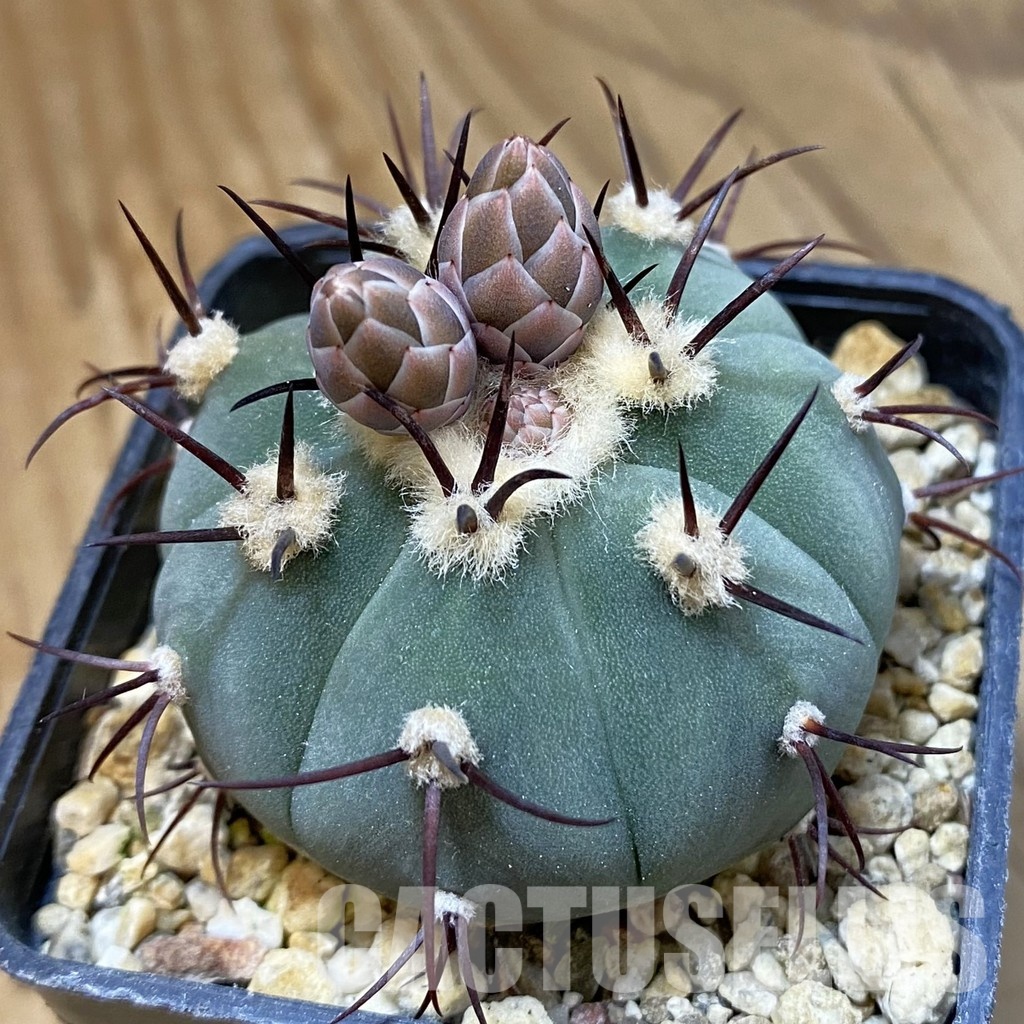 SH34484 Gymnocalycium cabreraense VOS 2122