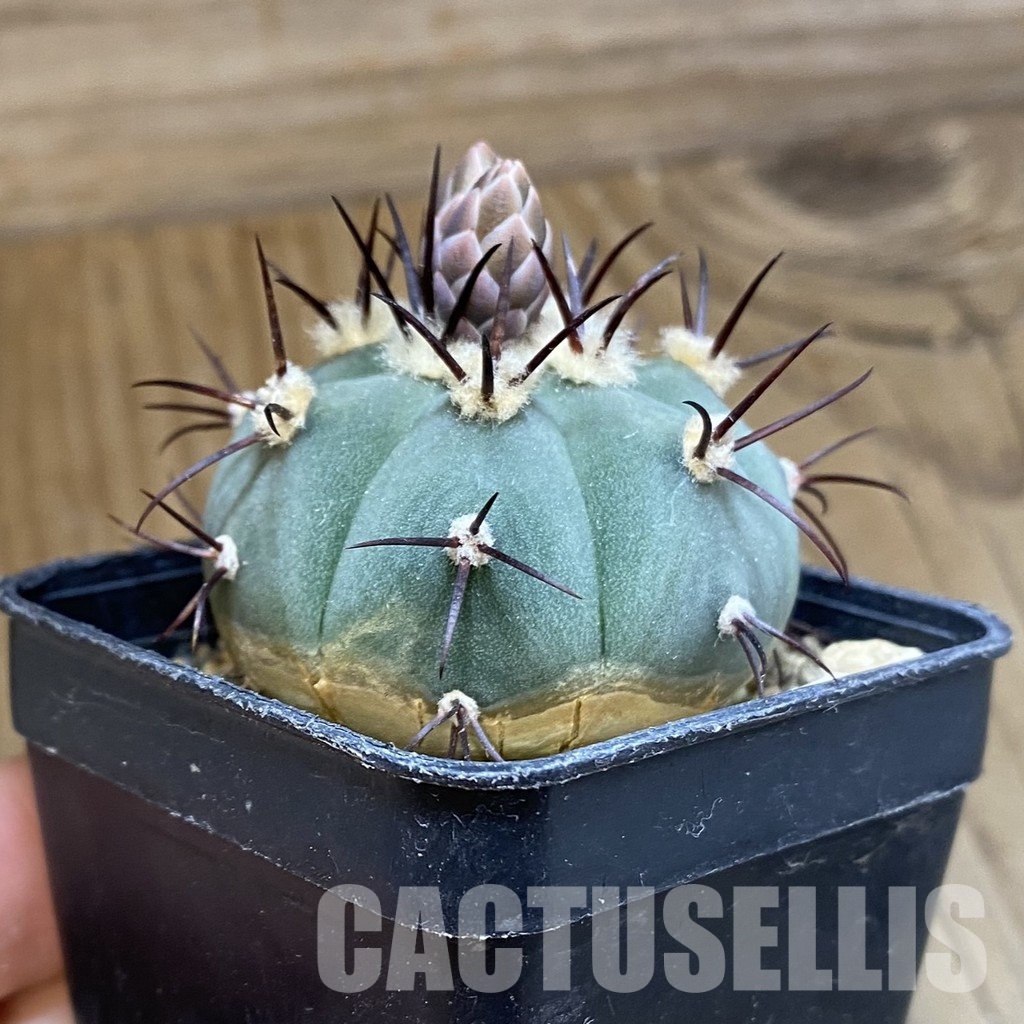 SH34484 Gymnocalycium cabreraense VOS 2122 - Image 2