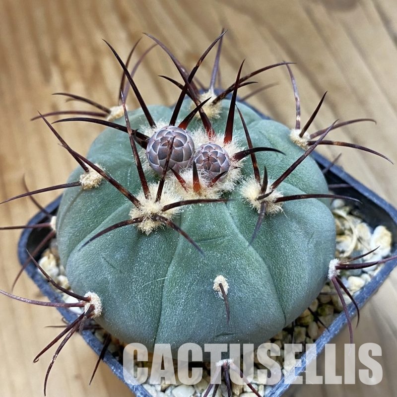 SH34485 Gymnocalycium cabreraense VOS 2122