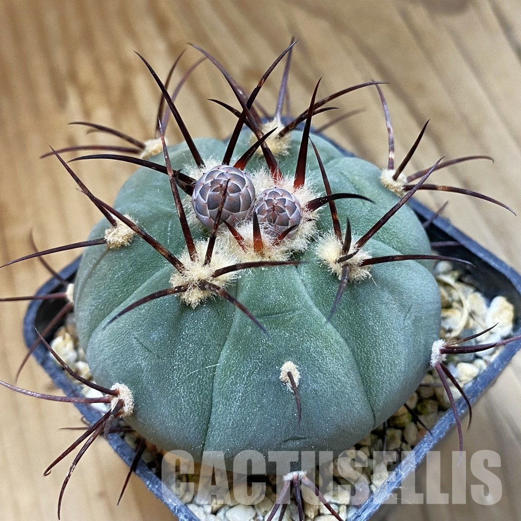 SH34485 Gymnocalycium cabreraense VOS 2122