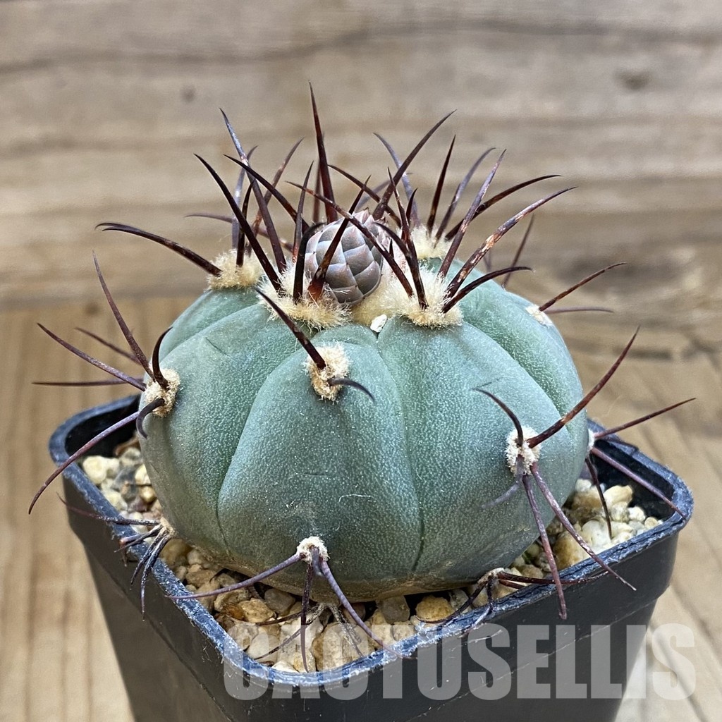SH34485 Gymnocalycium cabreraense VOS 2122 - Image 2