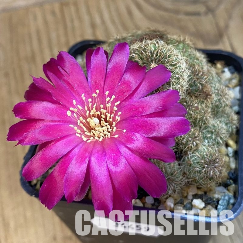 SH34459 Sulcorebutia canigueralii, 10 years old