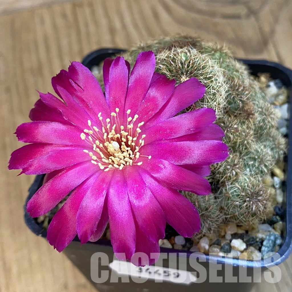 SH34459 Sulcorebutia canigueralii, 10 years old