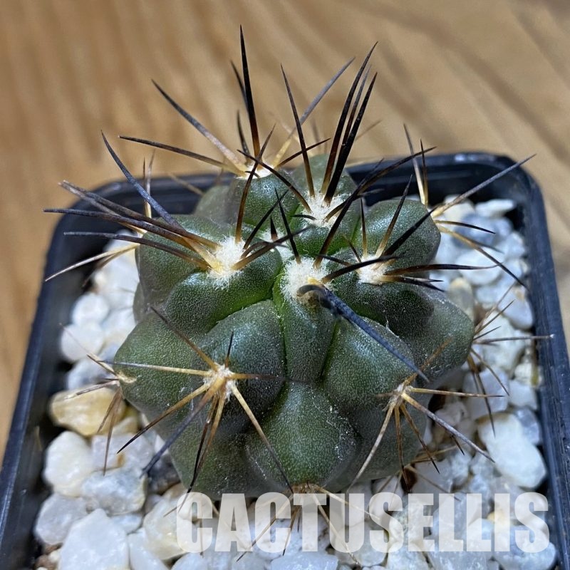 SH34486 Copiapoa sarcoana PHA 2981, seedling