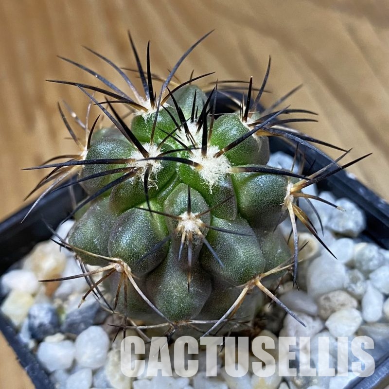 SH34487 Copiapoa sarcoana PHA 2981, seedling