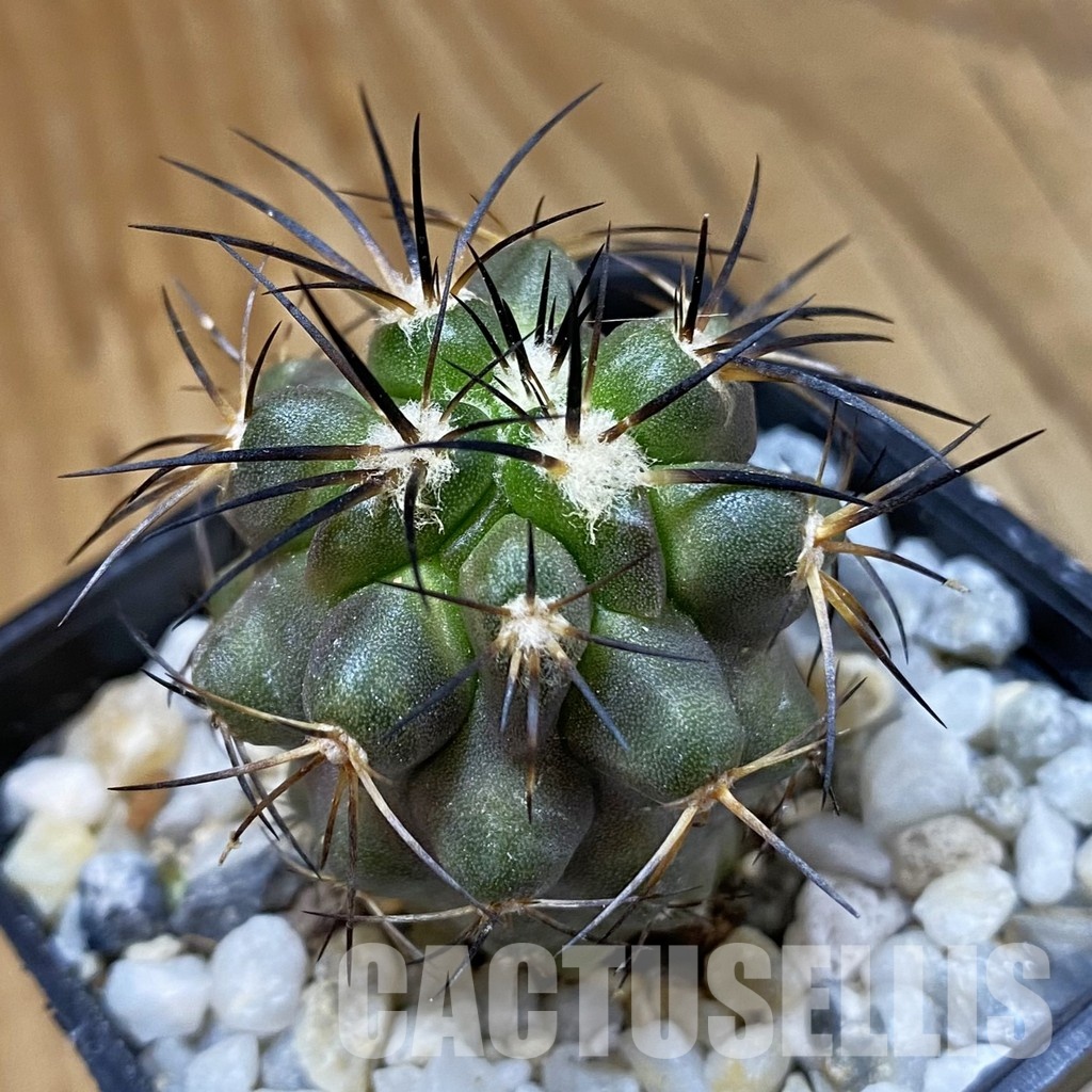 SH34487 Copiapoa sarcoana PHA 2981, seedling
