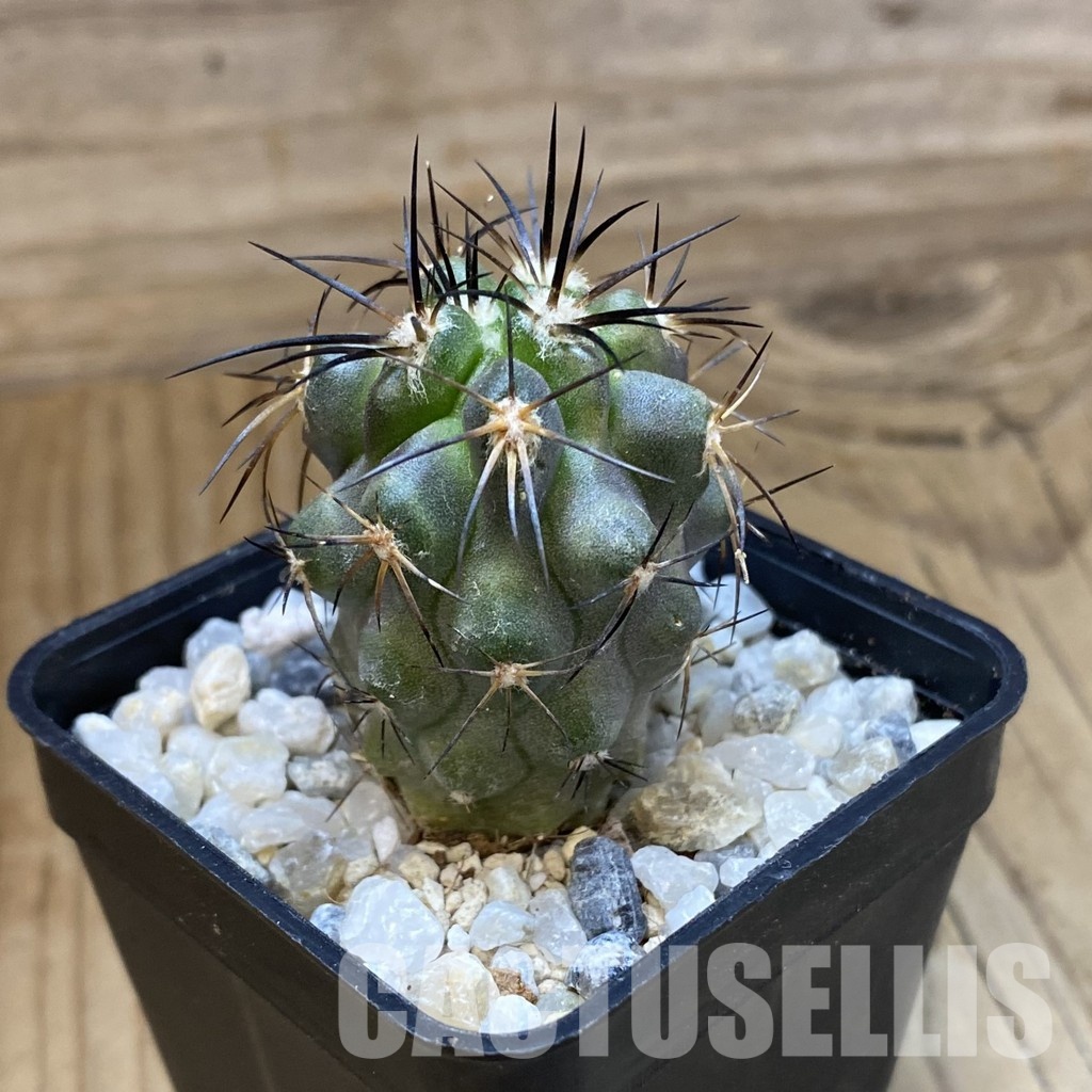 SH34487 Copiapoa sarcoana PHA 2981, seedling - Image 2