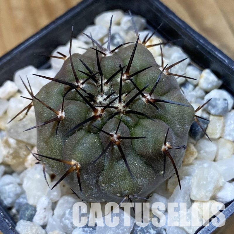 SH34488 Copiapoa cinerea PHA 2945, seedling