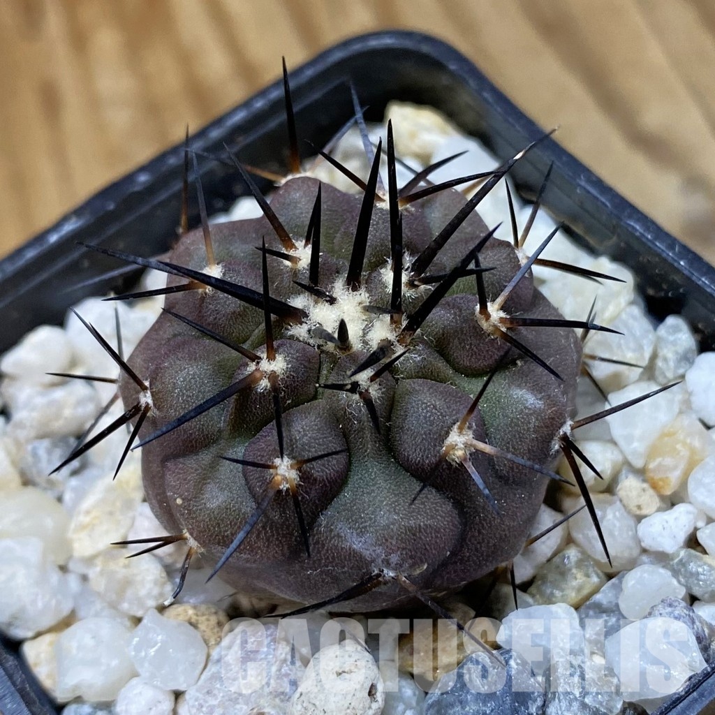 SH34489 Copiapoa cinerea PHA 2945, seedling