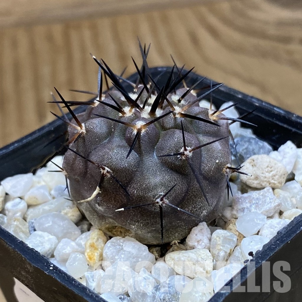 SH34489 Copiapoa cinerea PHA 2945, seedling - Image 2