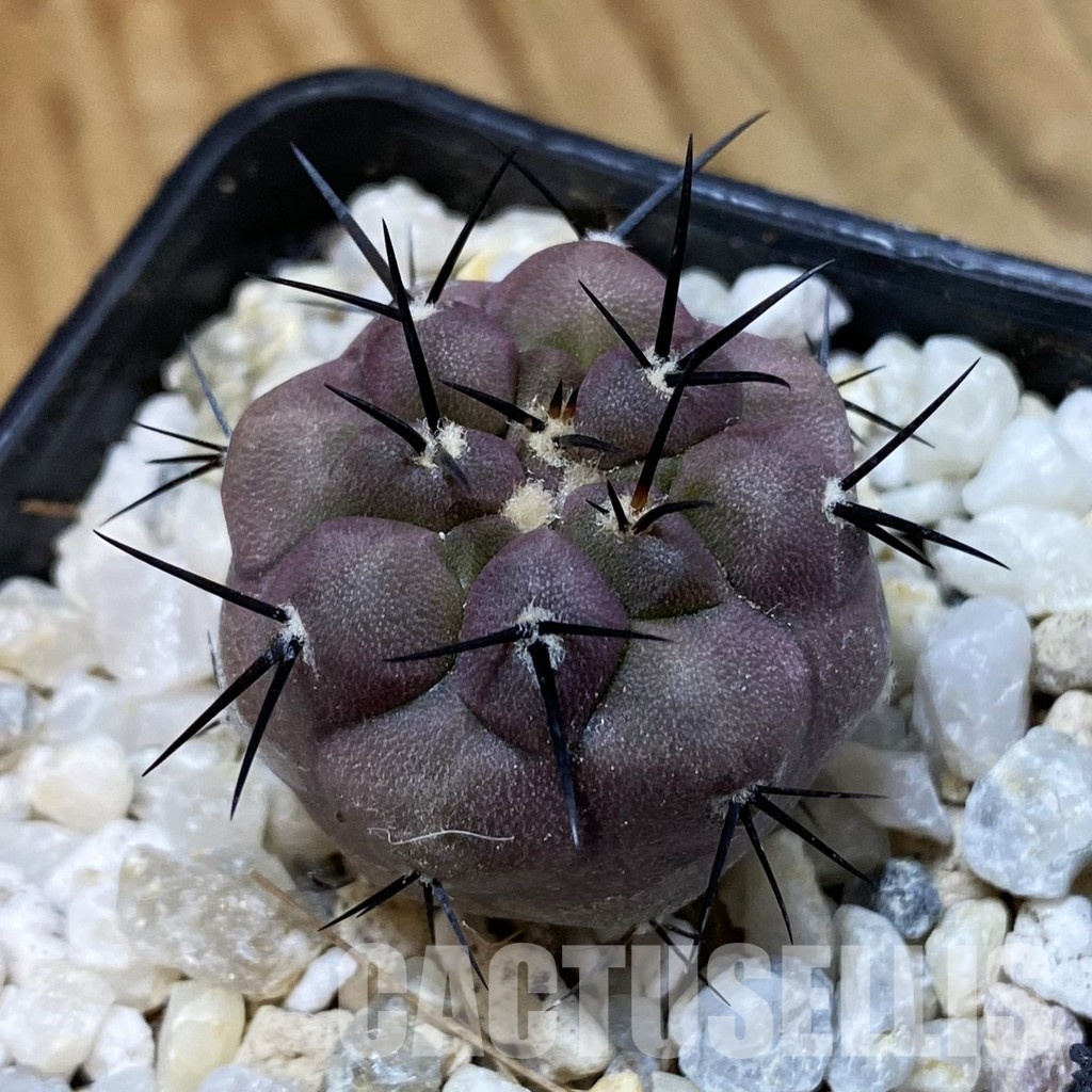 SH34490 Copiapoa cinerea PHA 2945, seedling