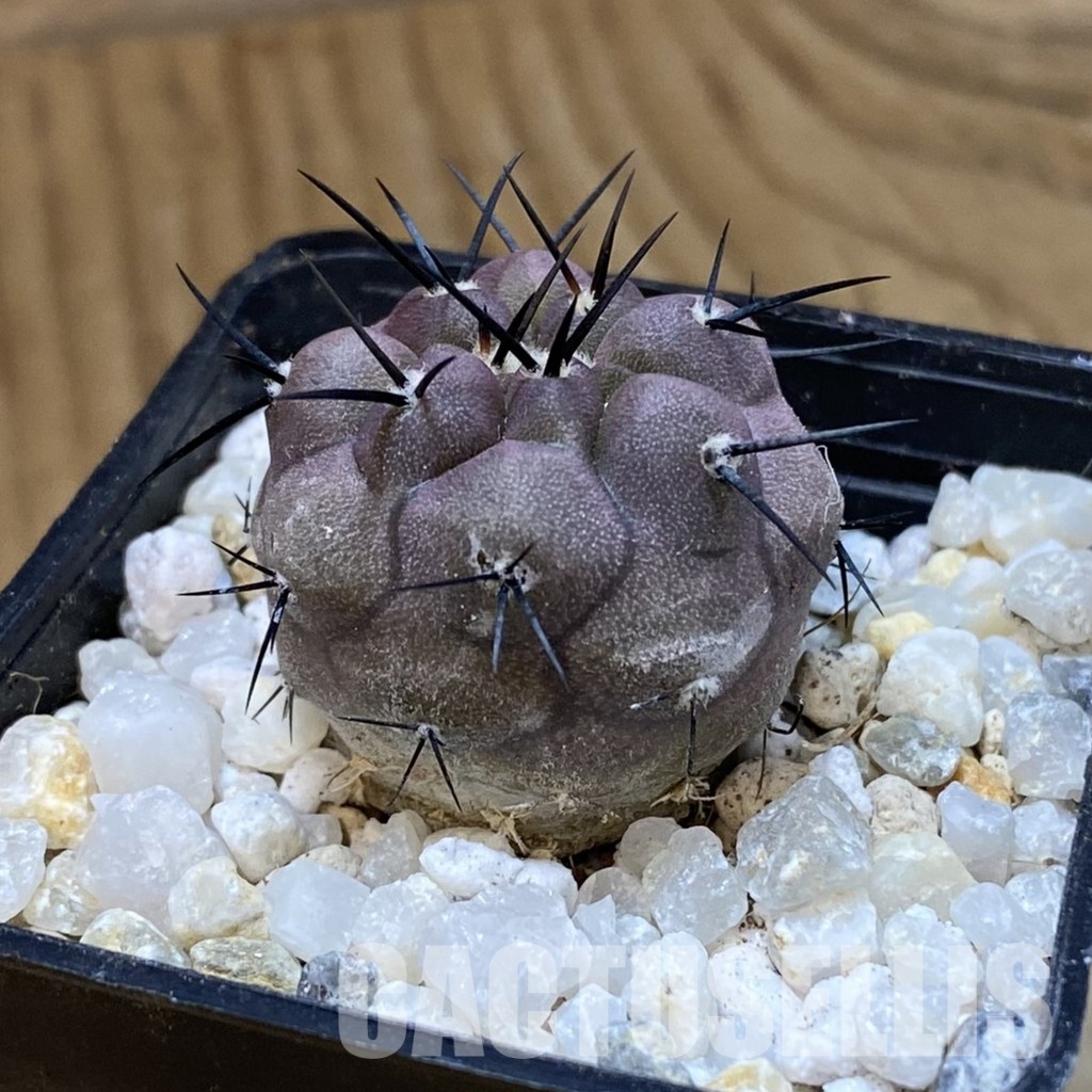SH34490 Copiapoa cinerea PHA 2945, seedling - Image 2