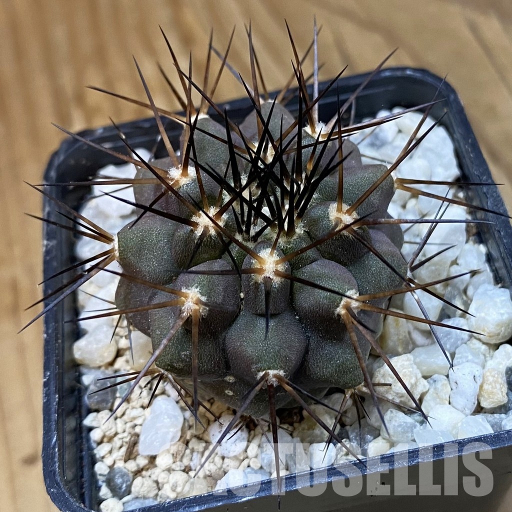 SH34491 Copiapoa cinerea f. solitaria PHA 3026, seedling