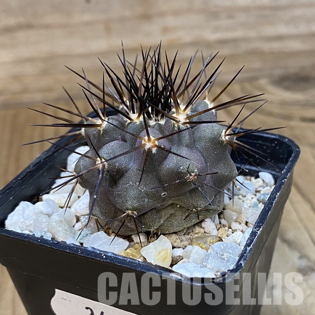 SH34491 Copiapoa cinerea f. solitaria PHA 3026, seedling - Image 2