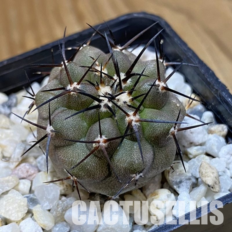 SH34492 Copiapoa cinerea f. solitaria PHA 3026, seedling