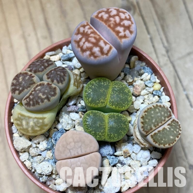 SH34558 Lithops mix
