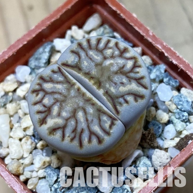SH34595 Lithops julii 'Kikushogiyoku'
