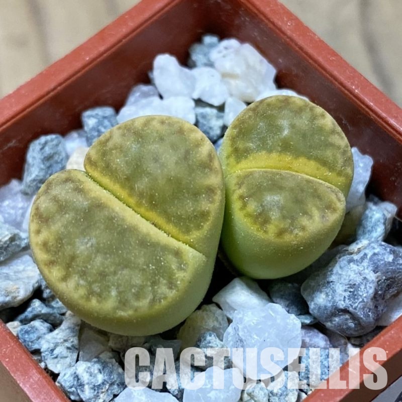 SH34596 Lithops bromfieldii 'Sulphurea'