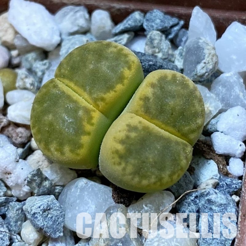 SH34597 Lithops bromfieldii 'Sulphurea'