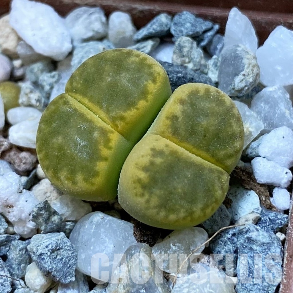 SH34597 Lithops bromfieldii 'Sulphurea'