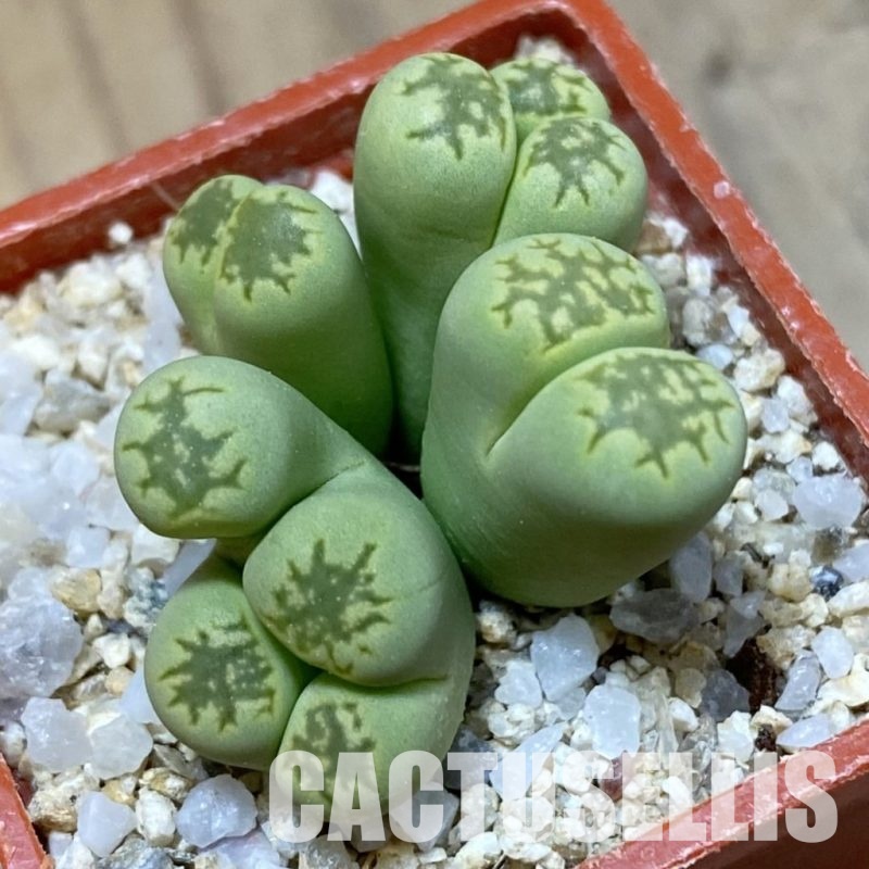 SH34598 Lithops bella ‘Green' f. monstrosa