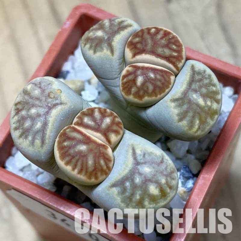 SH34600 Lithops julii ‘Kikushogiyoku’