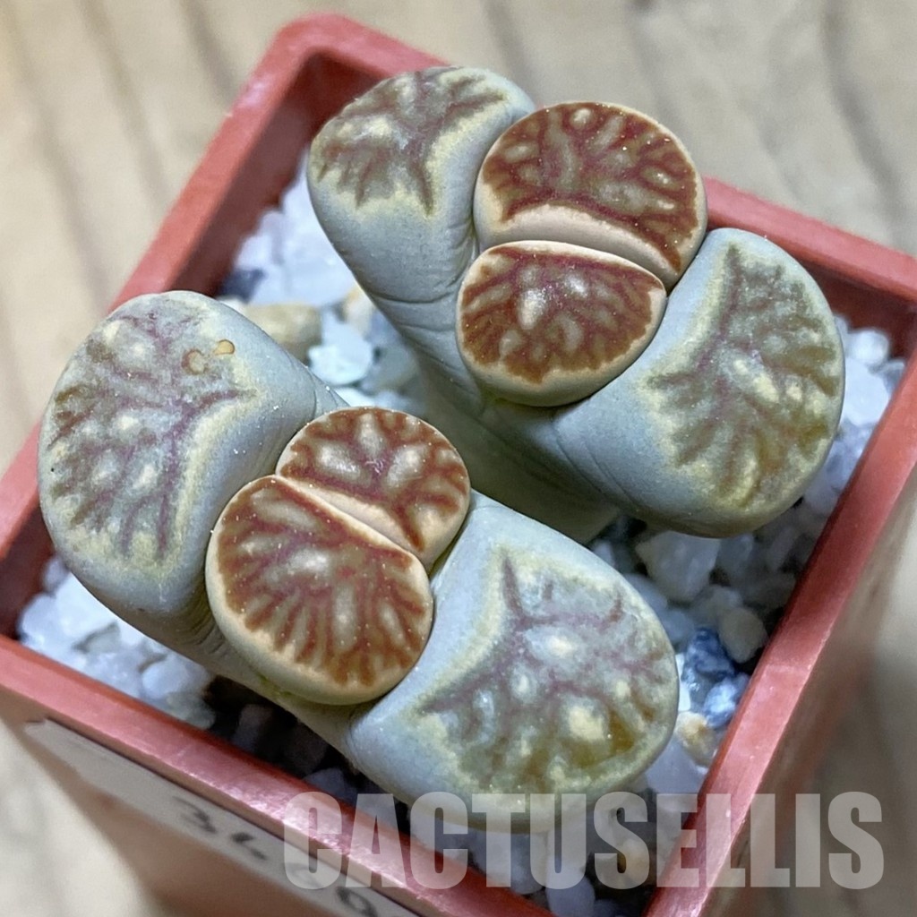 SH34600 Lithops julii ‘Kikushogiyoku’