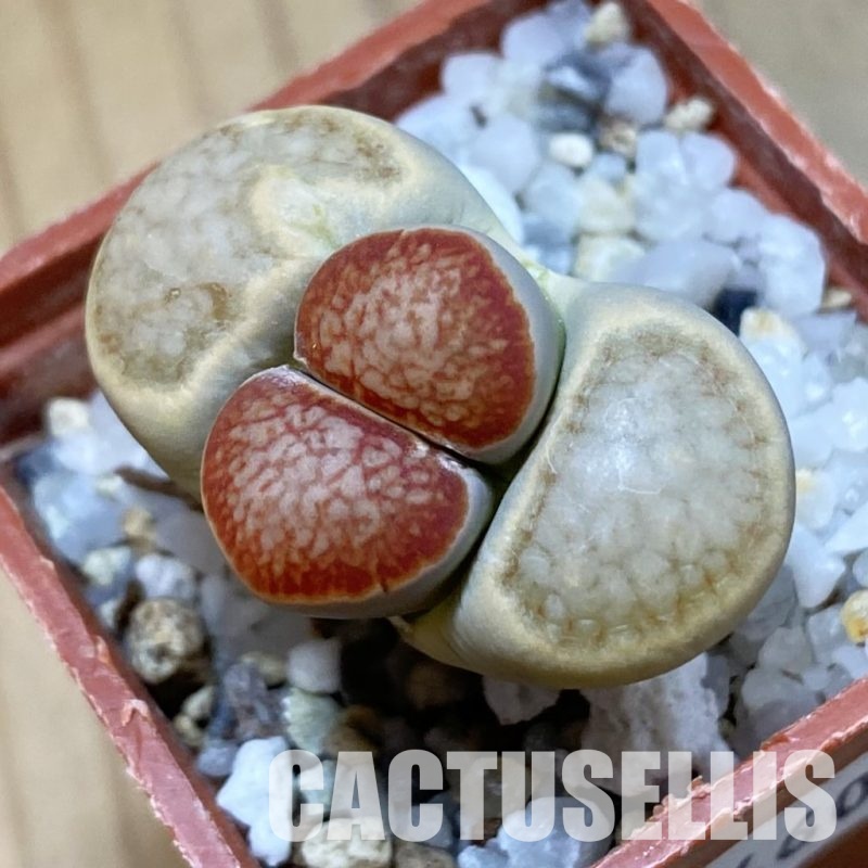 SH34602 Lithops julii ‘Kikushogiyoku’
